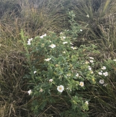 Rosa sp. (A Wild Rose) at Coombs, ACT - 1 Nov 2019 by Julief