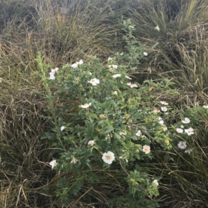 Rosa sp. at Coombs, ACT - 2 Nov 2019