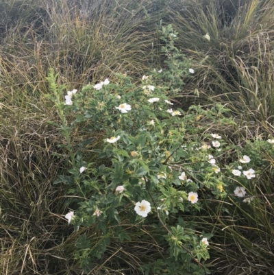 Rosa sp. (A Wild Rose) at Coombs, ACT - 1 Nov 2019 by Julief