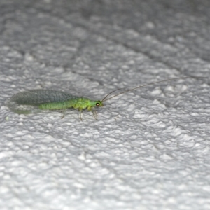 Mallada signatus at Ainslie, ACT - 29 Oct 2019 09:37 PM