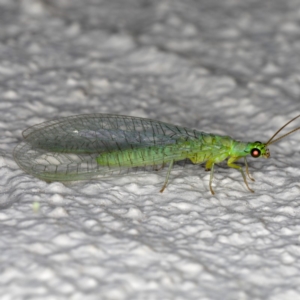 Mallada signatus at Ainslie, ACT - 29 Oct 2019 09:37 PM