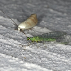 Mallada signatus at Ainslie, ACT - 29 Oct 2019 09:37 PM