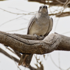 Coracina novaehollandiae (Black-faced Cuckooshrike) at Majura, ACT - 1 Nov 2019 by Marthijn