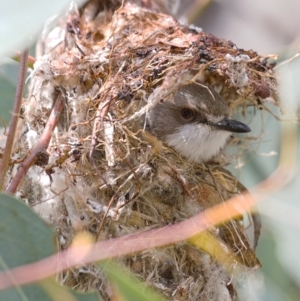 Gerygone olivacea at Majura, ACT - 2 Nov 2019