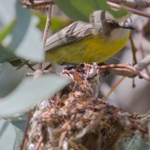 Gerygone olivacea at Majura, ACT - 2 Nov 2019