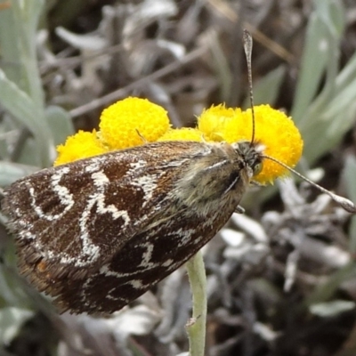 Synemon plana (Golden Sun Moth) at Barton, ACT - 2 Nov 2019 by JanetRussell