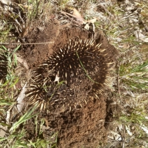 Tachyglossus aculeatus at Kosciuszko National Park, NSW - 31 Oct 2019 12:27 PM