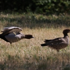 Chenonetta jubata (Australian Wood Duck) at Acton, ACT - 1 Nov 2019 by jb2602