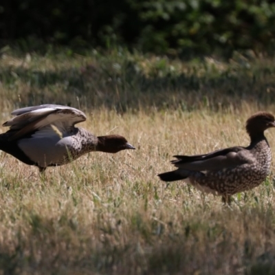 Chenonetta jubata (Australian Wood Duck) at Lake Burley Griffin West - 1 Nov 2019 by jb2602
