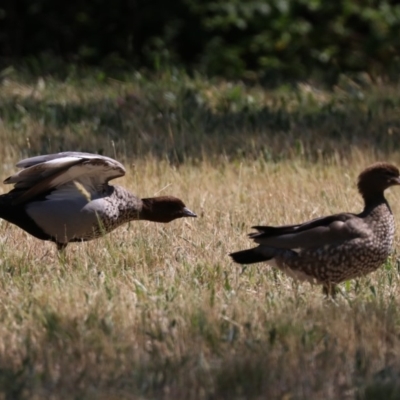 Chenonetta jubata (Australian Wood Duck) at Acton, ACT - 1 Nov 2019 by jb2602