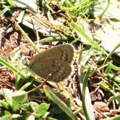 Zizina otis (Common Grass-Blue) at Kosciuszko National Park - 31 Oct 2019 by KMcCue