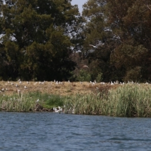 Chroicocephalus novaehollandiae at Acton, ACT - 1 Nov 2019