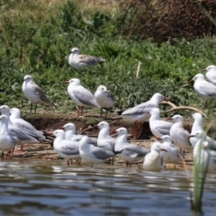 Chroicocephalus novaehollandiae at Acton, ACT - 1 Nov 2019