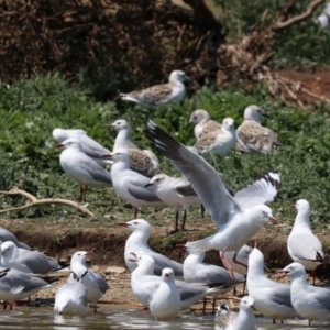 Chroicocephalus novaehollandiae at Acton, ACT - 1 Nov 2019