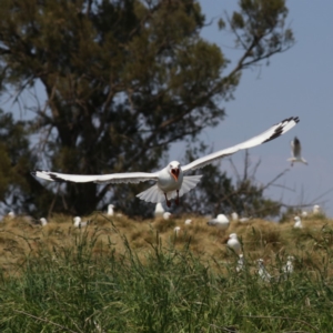 Chroicocephalus novaehollandiae at Acton, ACT - 1 Nov 2019