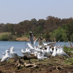 Chroicocephalus novaehollandiae at Acton, ACT - 1 Nov 2019