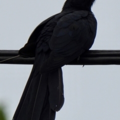 Eudynamys orientalis (Pacific Koel) at Aranda, ACT - 1 Nov 2019 by KMcCue