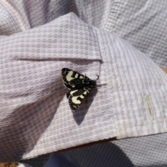 Agaristodes feisthamelii (A day flying noctuid moth) at Tantangara, NSW - 31 Oct 2019 by KMcCue