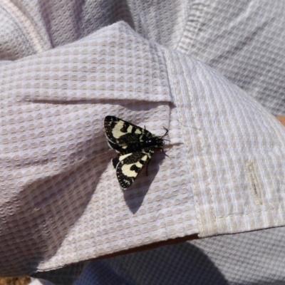 Agaristodes feisthamelii (A day flying noctuid moth) at Tantangara, NSW - 31 Oct 2019 by KMcCue