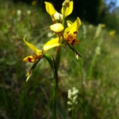 Diuris sulphurea (Tiger Orchid) at Bundanoon, NSW - 29 Oct 2019 by AliciaKaylock