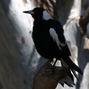 Gymnorhina tibicen at Acton, ACT - 1 Nov 2019