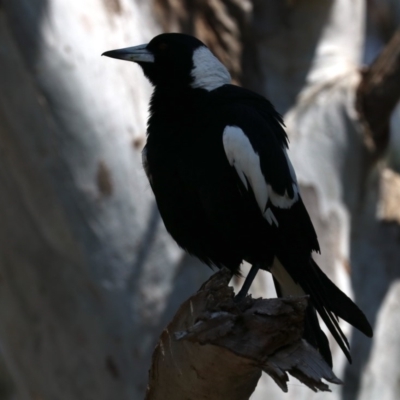 Gymnorhina tibicen (Australian Magpie) at Acton, ACT - 31 Oct 2019 by jbromilow50