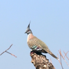 Ocyphaps lophotes (Crested Pigeon) at Acton, ACT - 31 Oct 2019 by jbromilow50