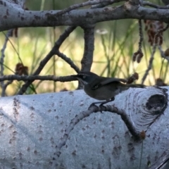 Sericornis frontalis (White-browed Scrubwren) at Acton, ACT - 31 Oct 2019 by jbromilow50