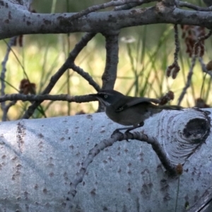 Sericornis frontalis at Acton, ACT - 1 Nov 2019