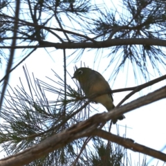 Zosterops lateralis (Silvereye) at Acton, ACT - 31 Oct 2019 by jbromilow50