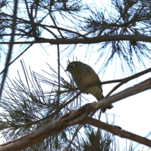 Zosterops lateralis at Acton, ACT - 1 Nov 2019 09:32 AM