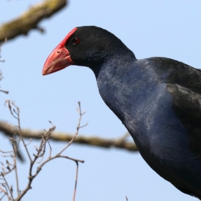 Porphyrio melanotus (Australasian Swamphen) at Lake Burley Griffin West - 1 Nov 2019 by jb2602
