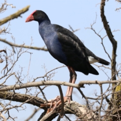 Porphyrio melanotus at Acton, ACT - 1 Nov 2019