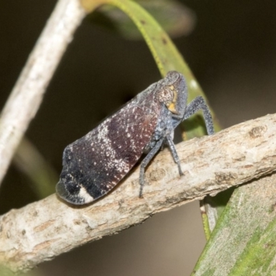 Platybrachys decemmacula (Green-faced gum hopper) at Higgins, ACT - 2 Nov 2019 by AlisonMilton