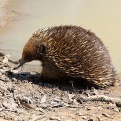 Tachyglossus aculeatus (Short-beaked Echidna) at Paddys River, ACT - 1 Nov 2019 by RodDeb