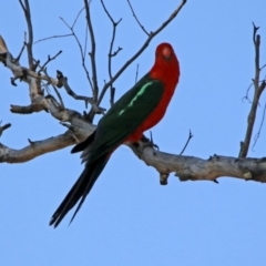 Alisterus scapularis at Paddys River, ACT - 1 Nov 2019