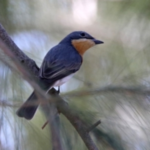 Myiagra rubecula at Paddys River, ACT - 1 Nov 2019 12:44 PM