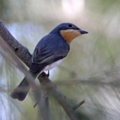 Myiagra rubecula at Paddys River, ACT - 1 Nov 2019