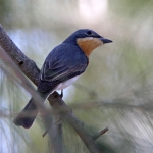 Myiagra rubecula at Paddys River, ACT - 1 Nov 2019