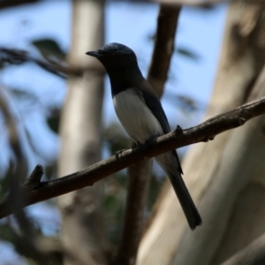 Myiagra rubecula at Paddys River, ACT - 1 Nov 2019