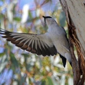 Lalage tricolor at Paddys River, ACT - 1 Nov 2019