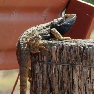 Pogona barbata at Paddys River, ACT - suppressed