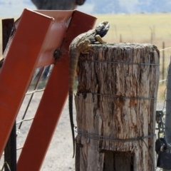 Pogona barbata at Paddys River, ACT - suppressed