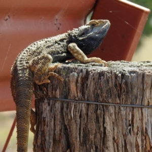 Pogona barbata at Paddys River, ACT - 1 Nov 2019