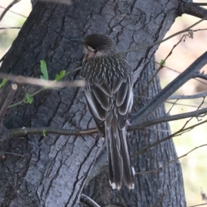 Anthochaera carunculata at Acton, ACT - 1 Nov 2019