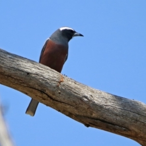 Artamus superciliosus at Paddys River, ACT - 1 Nov 2019