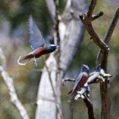 Artamus superciliosus at Paddys River, ACT - 1 Nov 2019 11:14 AM