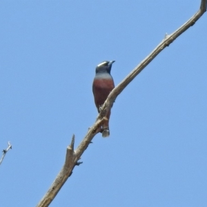 Artamus superciliosus at Paddys River, ACT - 1 Nov 2019