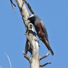 Artamus superciliosus at Paddys River, ACT - 1 Nov 2019