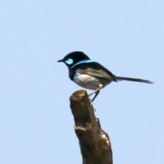 Malurus cyaneus (Superb Fairywren) at Acton, ACT - 31 Oct 2019 by jbromilow50